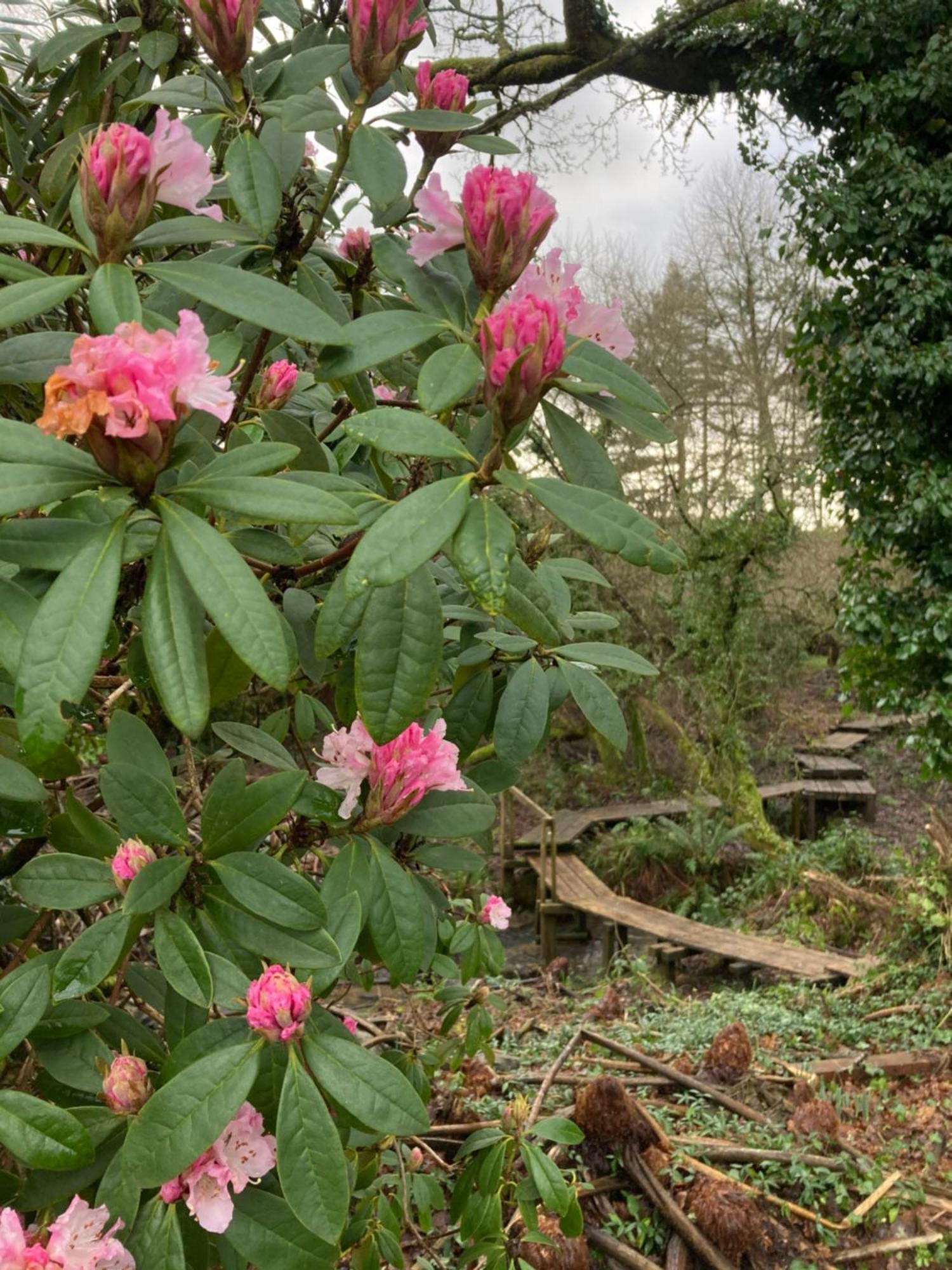 Hollyhocks Holiday Home- 2 Bedroomed Ground Floor Apartment Sleeps 5 Ivybridge Exterior photo